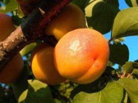 Apricot (абрикос), Feel Life, 10 мл. HIGH - 18 мг.